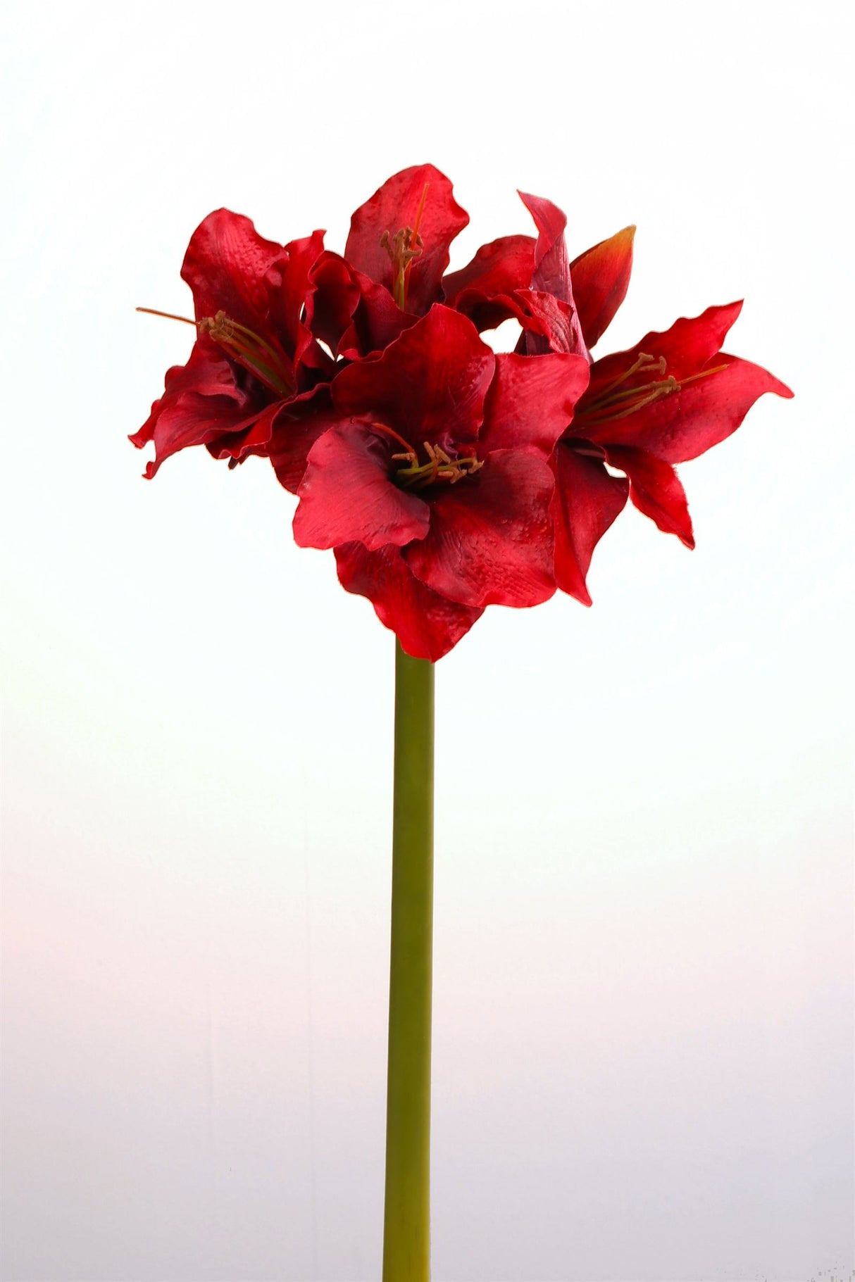 Fink Kunstblume Amaryllis dunkel rot Kunstfasern Höhe  cm