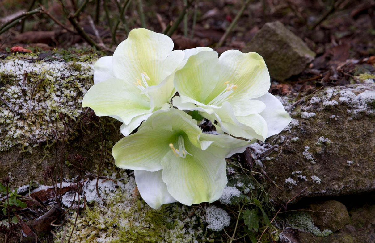 Fink Kunstblume Amaryllis creme, hellgrün Kunstfasern Höhe  cm